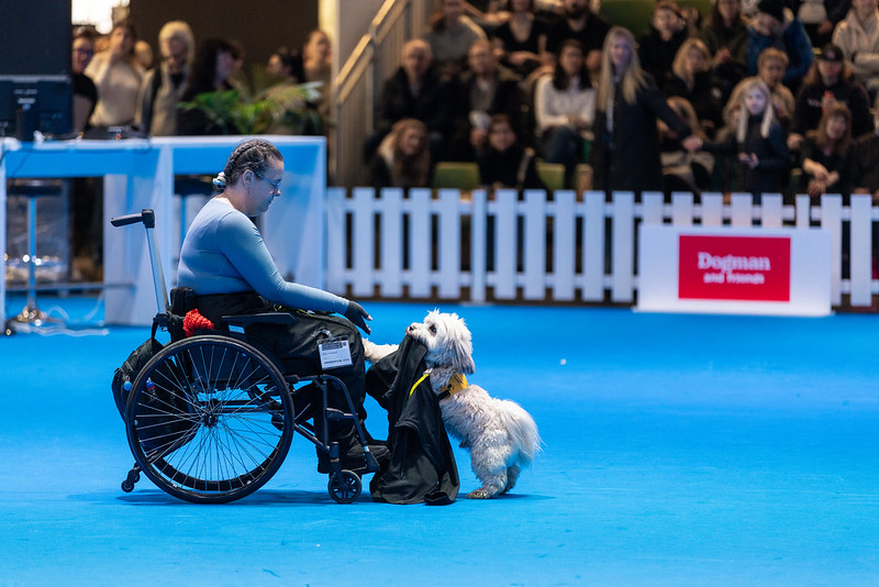 MyDOG person som sitter i rullstol och med en ledhund