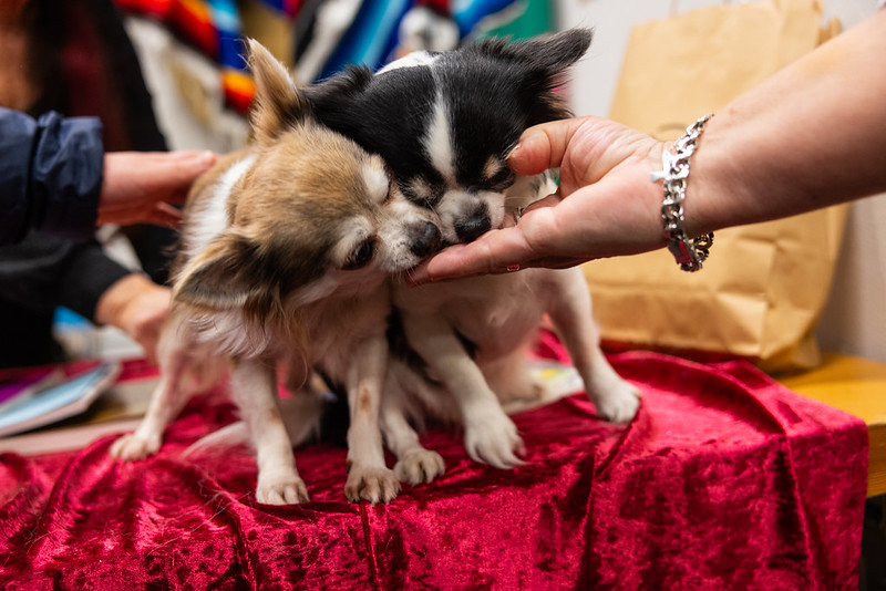MyDOG två gulliga hundar